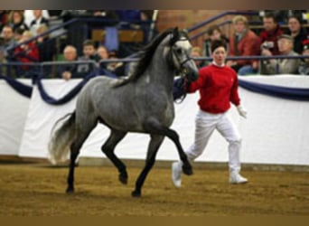 Welsh B, Stallion, 23 years, 13,1 hh, Grey