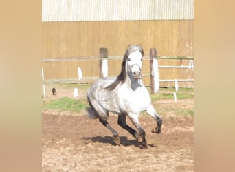 Welsh B, Stallion, 23 years, 13,1 hh, Grey