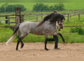 Welsh B, Stallion, 23 years, 13,1 hh, Grey