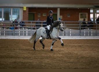 Welsh-B, Stallone, 24 Anni, 136 cm, Grigio