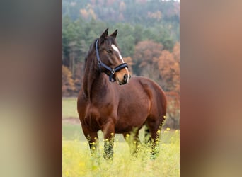 Sassone, Castrone, 12 Anni, 168 cm, Baio