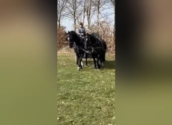 Sassone, Castrone, 16 Anni, 165 cm, Baio nero