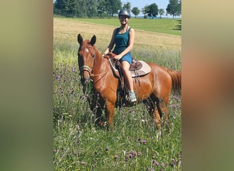 Sassone, Castrone, 4 Anni, 173 cm, Sauro