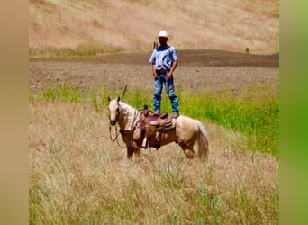 Sassone, Castrone, 7 Anni, 142 cm, Palomino