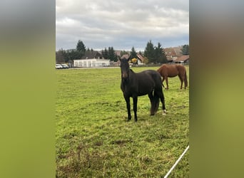 Sassone, Giumenta, 4 Anni, 160 cm, Baio nero