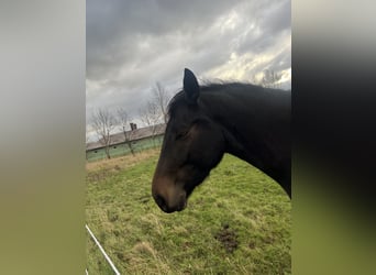 Sassone, Giumenta, 4 Anni, 160 cm, Baio nero