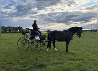 Sassone, Giumenta, 5 Anni, 163 cm, Morello