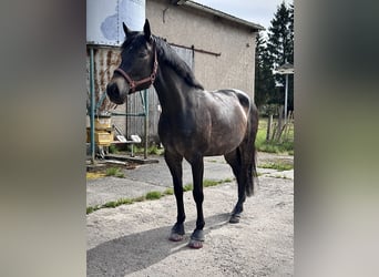 Sassone, Giumenta, 6 Anni, 169 cm, Baio scuro