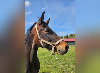 Sassone, Giumenta, 9 Anni, 165 cm, Morello