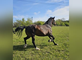 Sassone, Giumenta, 9 Anni, 165 cm, Morello