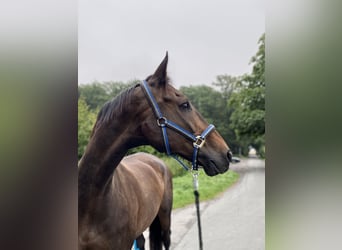 Sassonia-Anhalt, Castrone, 24 Anni, 172 cm, Baio scuro