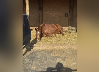 Sassonia-Anhalt, Giumenta, 25 Anni, 160 cm, Sauro