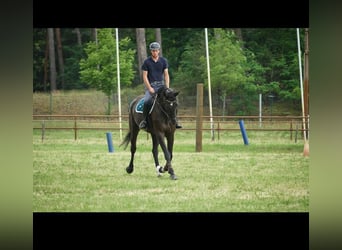 Sassonia-Anhalt, Giumenta, 5 Anni, 175 cm, Baio nero