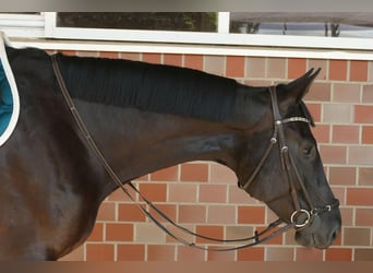 Sassonia-Anhalt, Giumenta, 5 Anni, 175 cm, Baio nero