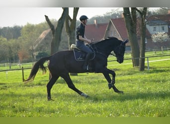 Sassonia-Anhalt, Giumenta, 5 Anni, 175 cm, Baio nero