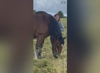 Saxon-Thuringian Draft Horse, Gelding, 21 years, 16,2 hh, Brown