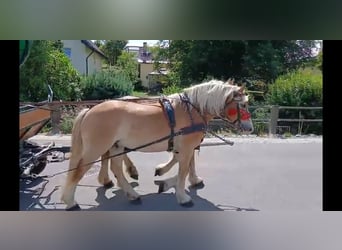 Saxon-Thuringian Draft Horse, Gelding, 6 years, 16.1 hh, Chestnut-Red