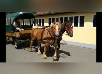 Saxon-Thuringian Draft Horse, Gelding, 6 years, 16.1 hh, Chestnut-Red