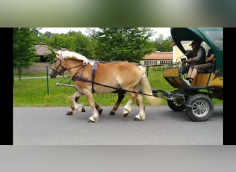 Saxon-Thuringian Draft Horse, Mare, 4 years, 16 hh, Chestnut-Red