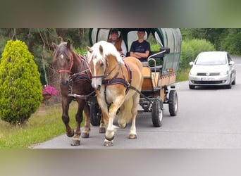 Saxon-Thuringian Draft Horse, Mare, 4 years, 16 hh, Chestnut-Red