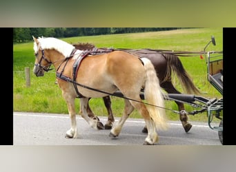 Saxon-Thuringian Draft Horse, Mare, 4 years, 16 hh, Chestnut-Red