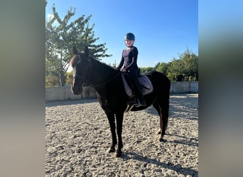Saxon Warmblood, Gelding, 12 years, 15,1 hh, Black