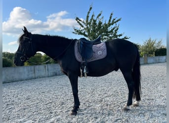 Saxon Warmblood, Gelding, 12 years, 15,1 hh, Black