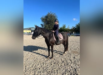 Saxon Warmblood, Gelding, 12 years, 15,1 hh, Black