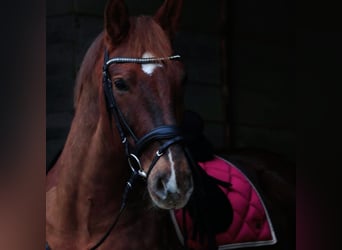 Saxon Warmblood, Gelding, 13 years, 16,1 hh, Chestnut