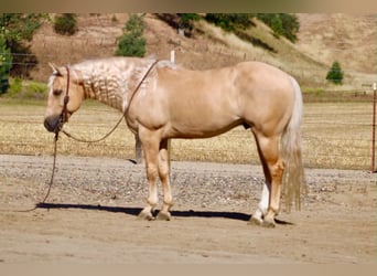 Saxon Warmblood, Gelding, 7 years, 14 hh, Palomino