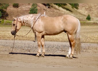 Saxon Warmblood, Gelding, 7 years, 14 hh, Palomino