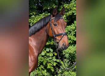 Saxon Warmblood, Mare, 10 years, 16 hh, Brown