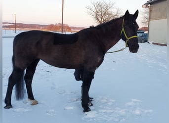 Saxon Warmblood, Mare, 11 years, 16 hh, Black