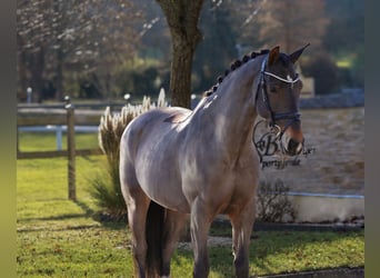 Saxon Warmblood, Mare, 12 years, 16 hh, Smoky-Black