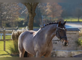 Saxon Warmblood, Mare, 12 years, 16 hh, Smoky-Black