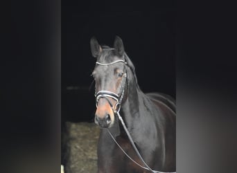 Saxon Warmblood, Mare, 14 years, 16 hh, Bay-Dark