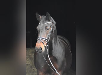 Saxon Warmblood, Mare, 14 years, 16 hh, Bay-Dark