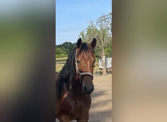 Saxon Warmblood, Mare, 2 years, 15,2 hh, Brown