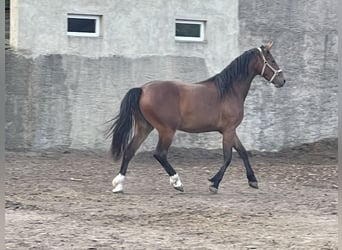Saxon Warmblood, Mare, 2 years, 15,2 hh, Brown