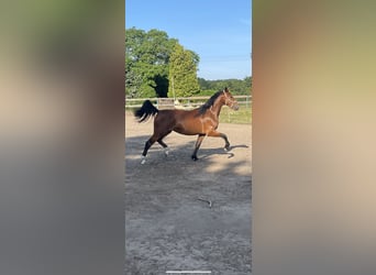Saxon Warmblood, Mare, 2 years, 15,2 hh, Brown