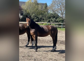 Saxon Warmblood, Mare, 2 years, 15,2 hh, Brown