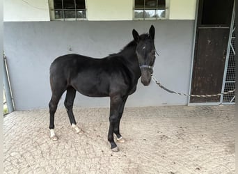 Sächsisches Warmblut, Stute, Fohlen (03/2024), Rappe