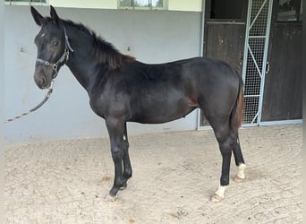 Sächsisches Warmblut, Stute, Fohlen (03/2024), Rappe