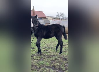 Saxon Warmblood, Stallion, 1 year, Black