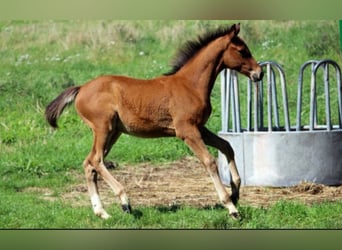 Saxon Warmblood, Stallion, 3 years, Brown