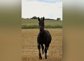 Saxon Warmblood, Stallion, Foal (03/2025), 16 hh, Black