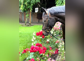 Saxony Anhaltiner, Gelding, 15 years, 16,1 hh, Smoky-Black