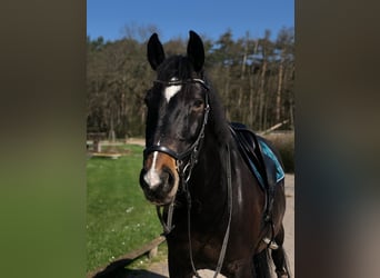 Saxony Anhaltiner, Gelding, 15 years, 16,1 hh, Smoky-Black