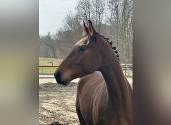 Saxony Anhaltiner, Gelding, 3 years, 16,1 hh, Bay