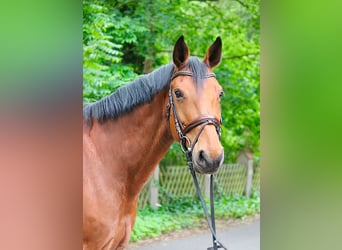 Saxony Anhaltiner, Mare, 13 years, 16.1 hh, Brown